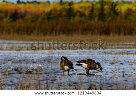 Two Canada Geese sharing an autumn marsh with a line of seagulls.