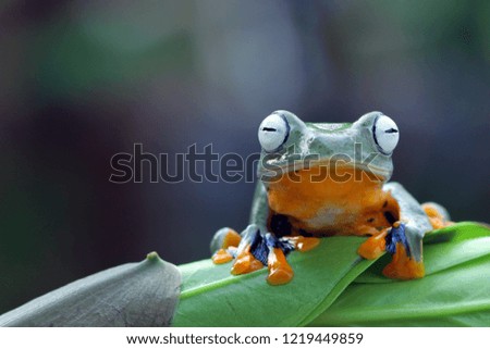 Flying frog sitting on green leaves, beautiful color of Javan tree frog