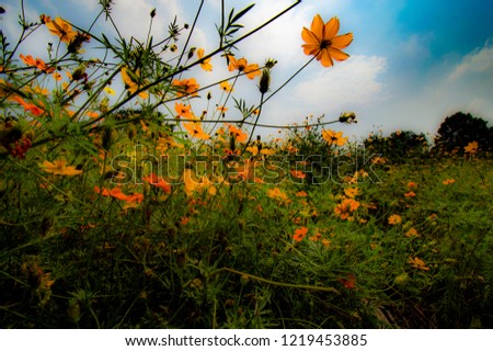 Yellow cosmos flower is blooming when get sunlight and blue sky background.