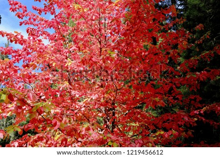 Vibrant red tree in the fall.