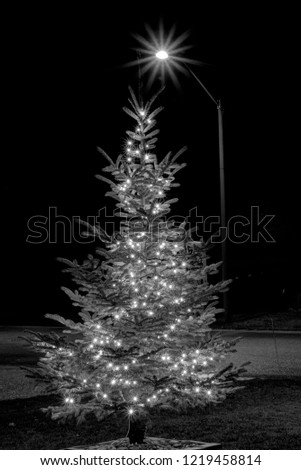 An outside Christmas tree in black and white. Royalty-Free Stock Photo #1219458814