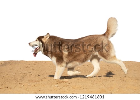 Red brown dog Husky breed jumps on the sand on a white background