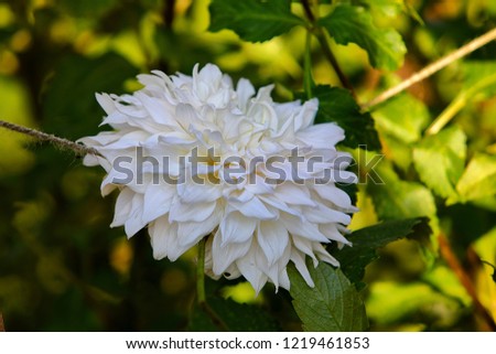 Informal decorative dahlia 'Shiloh Noelle' white flower blooming in the garden. Macro flower pic. Green background.