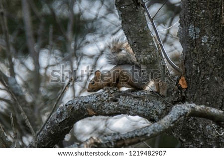 A Gray Squirrel