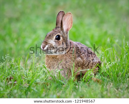 Cottontail bunny rabbit eating grass in the garden