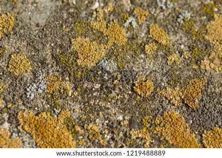 Asbestos slate texture concrete covered with lichen and moss, industry material natural cement