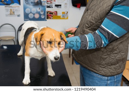 Fox terrier at the veterinary clinic