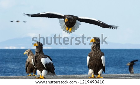 Adult Steller's sea eagle in flight.  Scientific name: Haliaeetus pelagicus. Blue sky and ocean background.