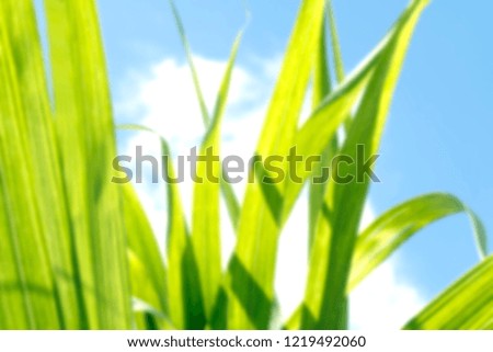 Blurred Sugar cane leaf green, Sugarcane leaf in plantation, Leaves of Sugar cane for nature blur background