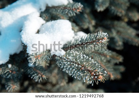 Snow-covered branch of blue spruce. Winter forest at Christmas.