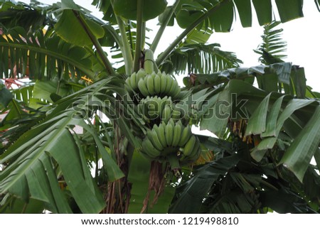 banana green tree