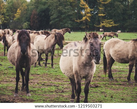 The last wild horses in Europe live in Dülmen, Germany. They have 350 hektar sanctuary but can be seen on the weekends on a big grass field.