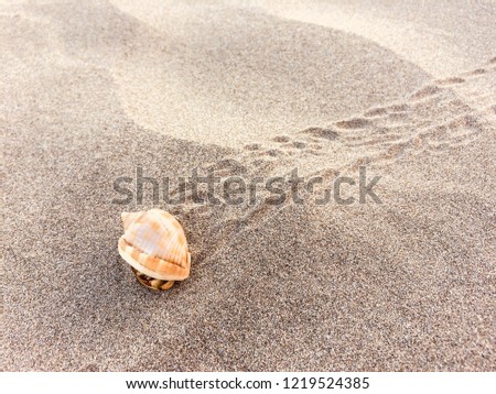 hermit crab on beach  - crab inside shell
