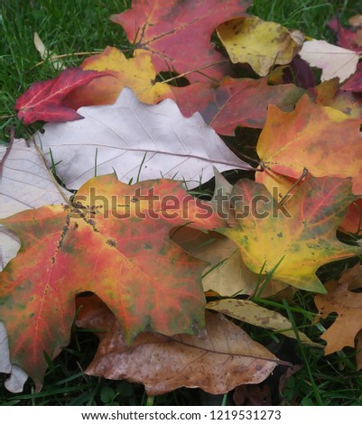 autumn season leaves