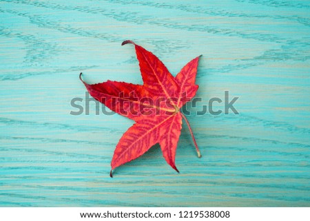 macro closeup of a red autumn fall leaf of Platanus maple acer plane tree on a blue green turquoise board