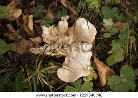 A wonderful mushroom in the forest
