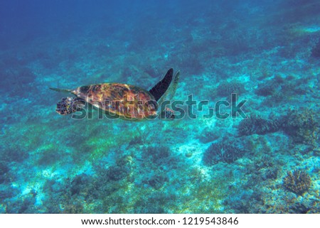 Sea turtle underwater photo. Coral reef animal in ocean waters. Marine tortoise undersea. Green turtle in natural environment. Marine animal underwater. Tropical seashore. Oceanic animal portrait