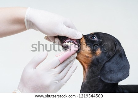  human hand in white glove with a toothbrush is brushing the dog dachshund teeth in front of gray background. Veterinary treatment of teeth. Dog visit to the dentist.