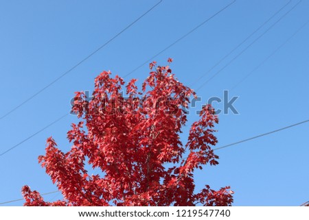 maple tree in the fall season