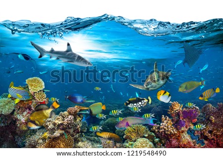 underwater paradise background coral reef wildlife nature collage with shark manta ray sea turtle colorful fish with wave in front isolated on white background