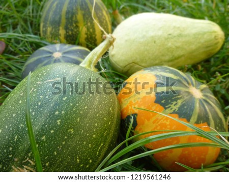 Colorful small pumpkins