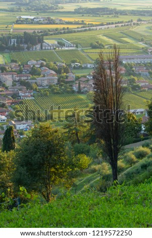 Vineyards in the Collio Region (Cormons, Friuli Venezia Giulia, Italy)