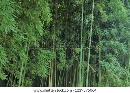 Green bamboo tree. Picture from forest bamboo tree. Bamboo forest texture sunlight.