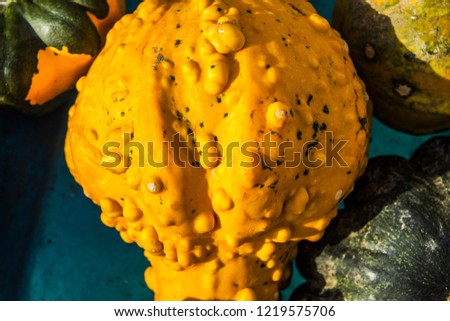 Ornamental and decorative pumpkin from above, close up