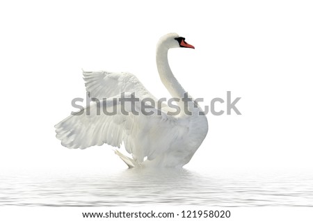 Swan on the white surface. Royalty-Free Stock Photo #121958020