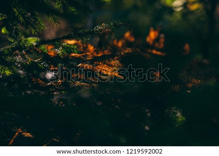 An abstract detail shot of an autumn branches and plants in the deep forest. Bacground fall photo of Polypodiopsida or fern in orange and yellow colors of autumn.