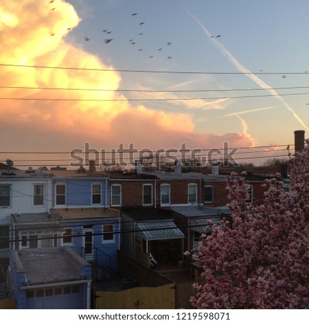 Pink sunset with birds and magnolia over rowhouses