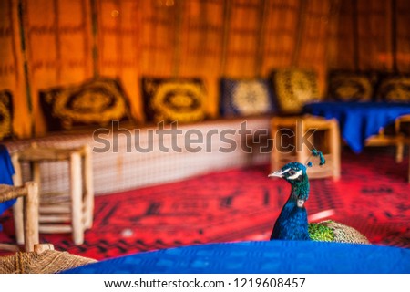 Beautiful peacock  on the terrace in Zagora  holet, Morocco