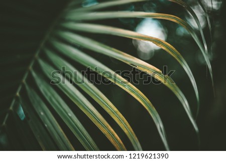 Green palm leaf pattern texture abstract background. Copy space for graphic design tropical summer concept. Vintage tone filter effect color style.