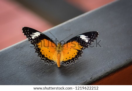 Closeup butterfly on steel (Common tiger butterfly)
