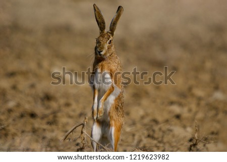 Picture of iberian hare taken in Madrid, Spain.