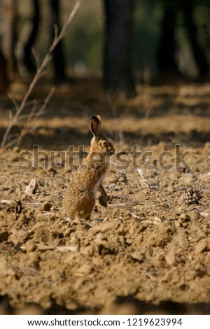 Picture of iberian hare taken in Madrid, Spain.