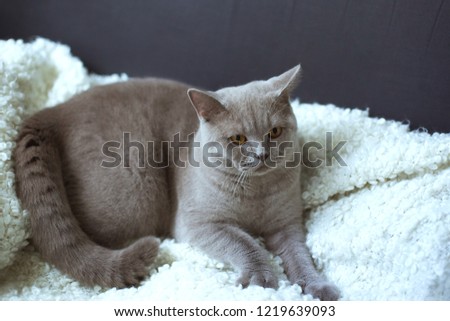 smooth-haired gray British cat lies on a warm cozy white plaid in the apartment on the sofa