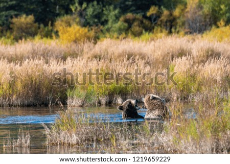 Two juvenile brown bears in the Brooks River play fighting, Katmai National Park, Alaska, USA

