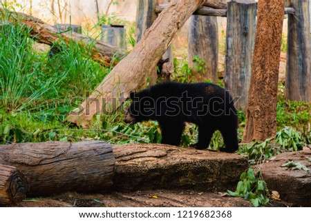 Bear on timber