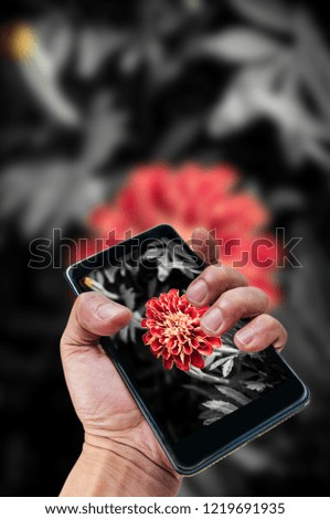 Mobile photography concept. hand holding smartphone and taking photo 