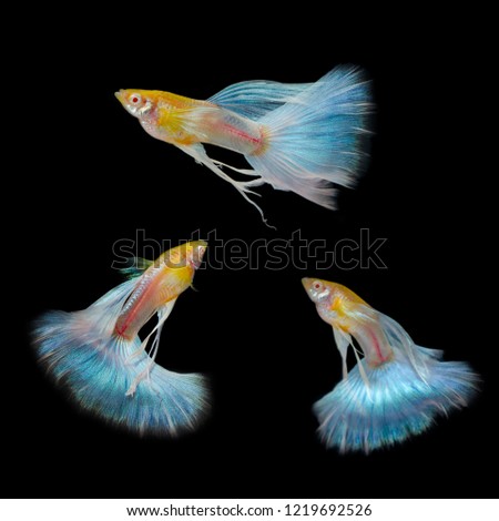 threea lbino blue tail ribbon fin male with black background