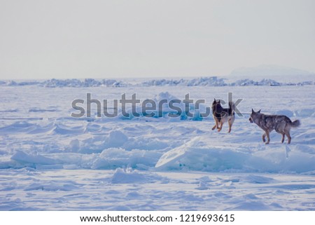 The happy dogs running in winter snowy field at the ice lake.
Copy Space.