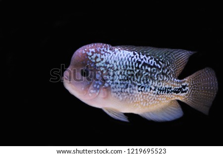The beautiful Firehead cichlid (Cichlasoma Synspilum, Vieja Synspila) in fish tank. Cichlasoma is fish in the cichlid family, native from Central or South America.
