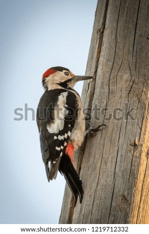 Isolated woodpecker  bird- Israel