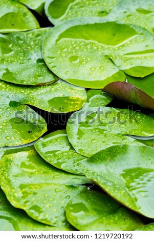 lotus flowers and lotus leaves in the water