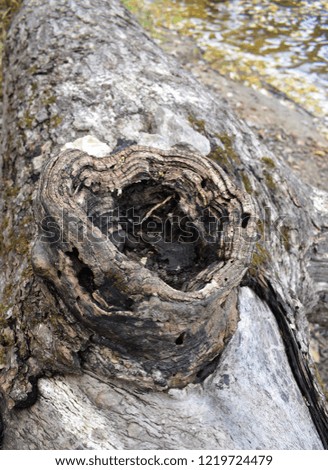 Knot in a tree log