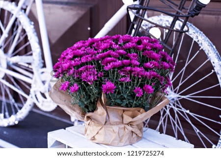 Chrysanthemums in a pot on the porch of the house, showcases
