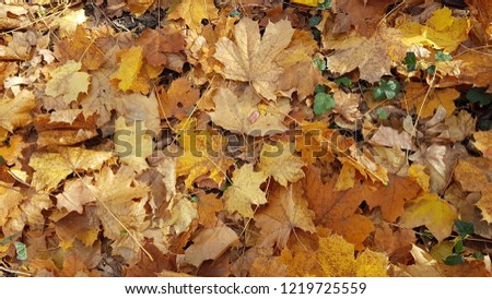 beautiful autumn colors forest foliage leaves leaf fall nature background picture