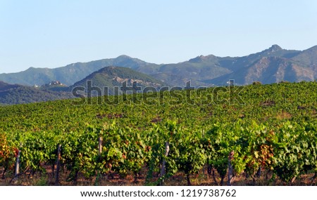 Vineyards in Eastern plain of Corsica island