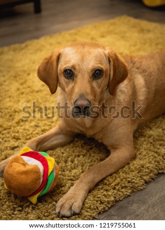Portrait of a young golden Labrador puppy